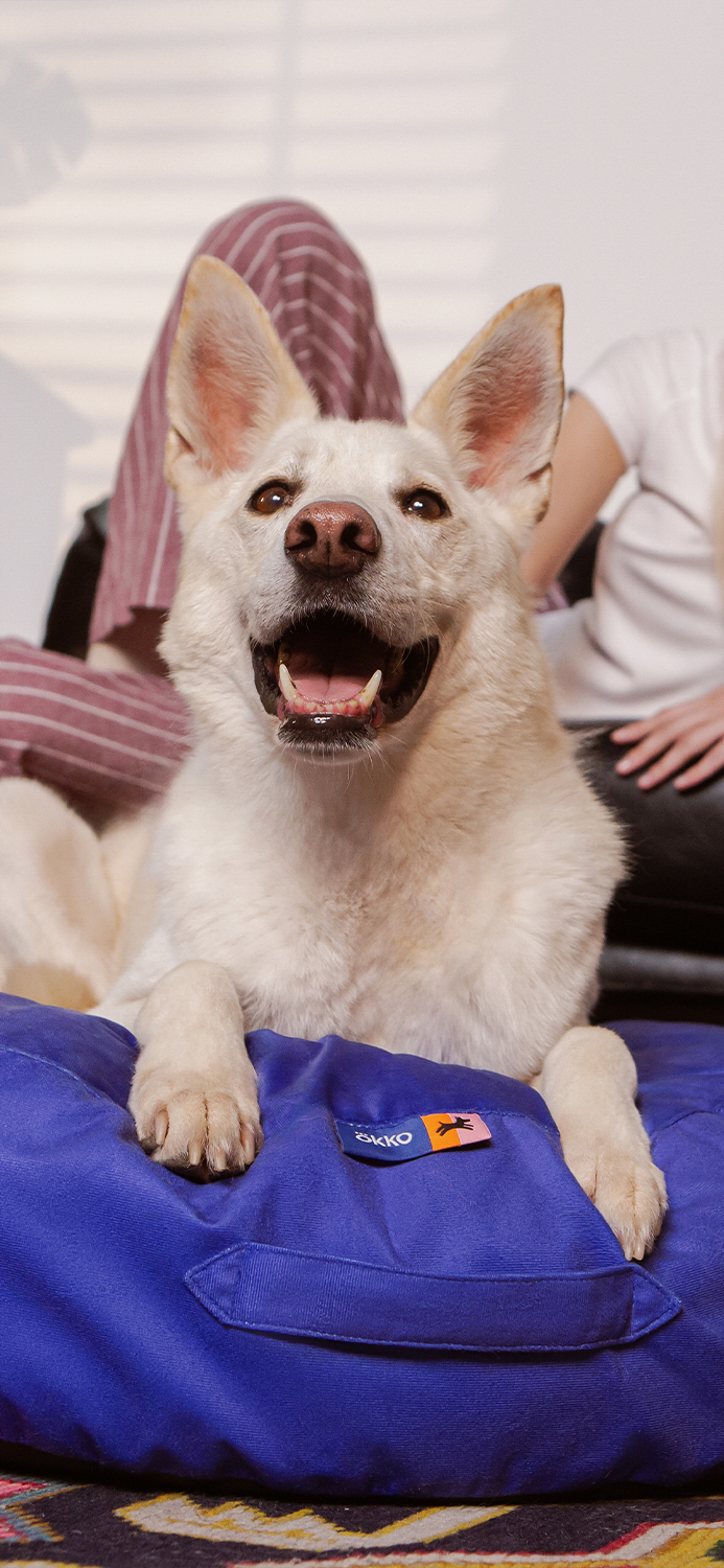 Четыре Лапы